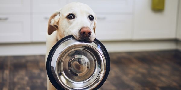 Bestes Trockenfutter für den Hund: So findest du die optimale Ernährung
