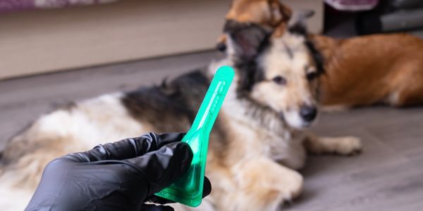 Bestes Mittel gegen Flöhe bei Hunden: So wirst du den Flohbefall los