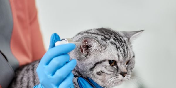 Bestes Mittel gegen Ohrmilben bei Katzen