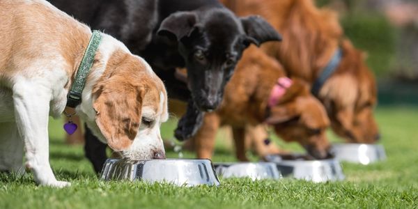 Bestes Nassfutter für Hunde: So findest du die ideale Ernährung